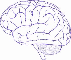brain