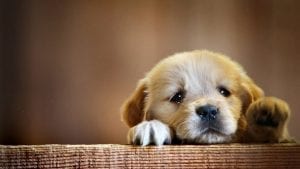 cute_puppy_by_knobiobiwan-d96oqwf