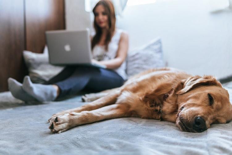 online counseling on bed with dog
