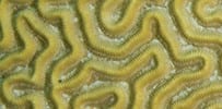 brain coral