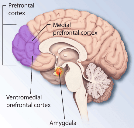 Ptsd-brain