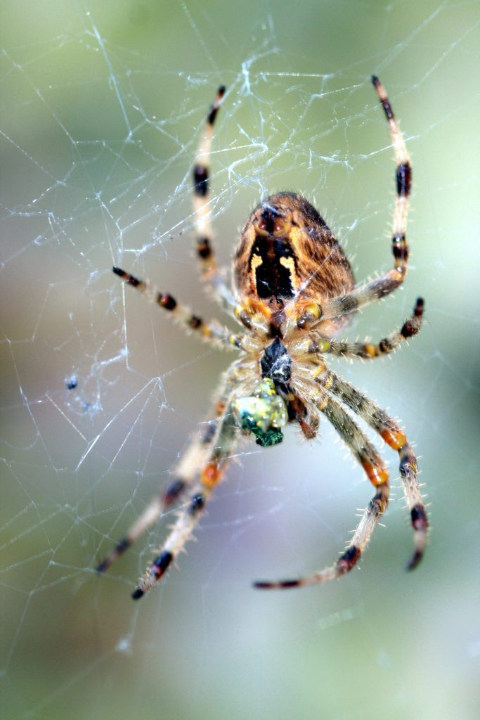 spider and web
