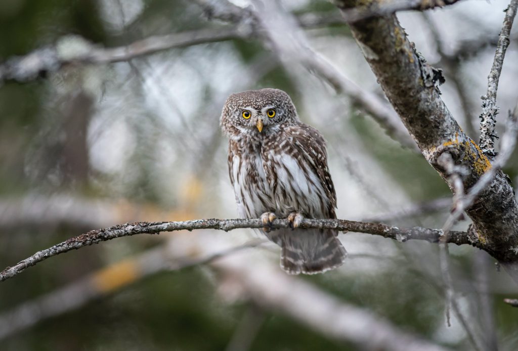 owl on snowy branch