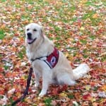Lab dog, Earl in Fall Leaves