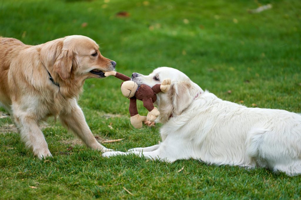 two dogs tugging over a stuffed toy