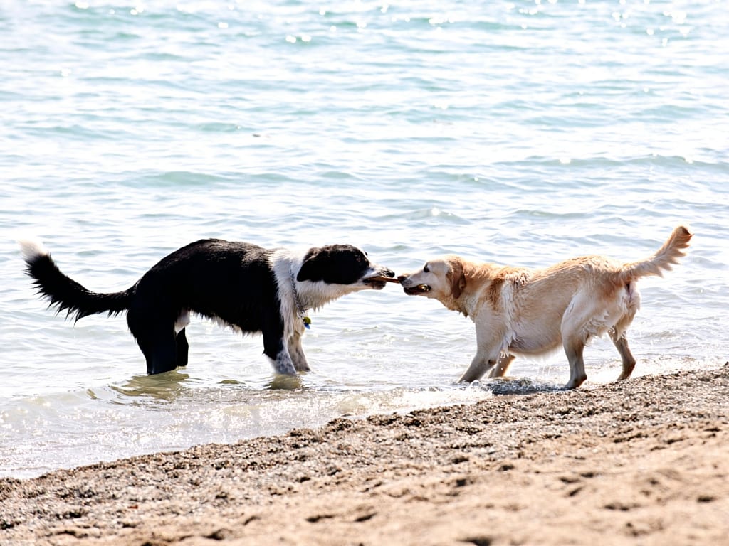 willpower-tug-of-war