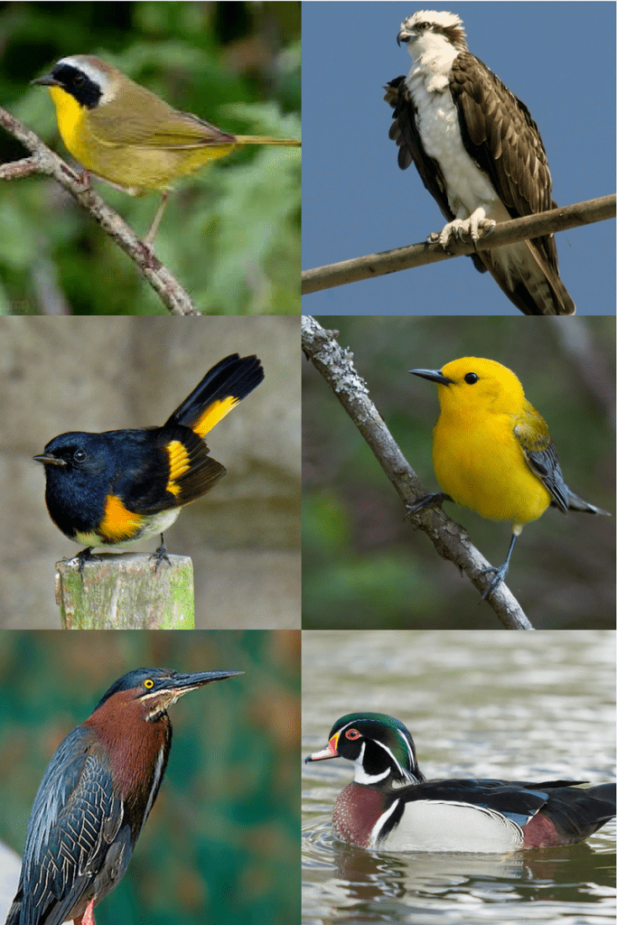 birds
