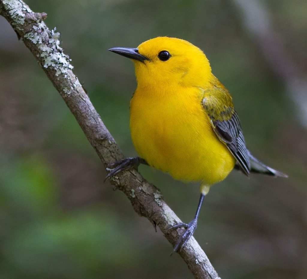Prothonotary_warbler