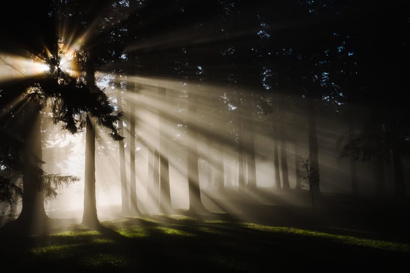 sunlight light in forest