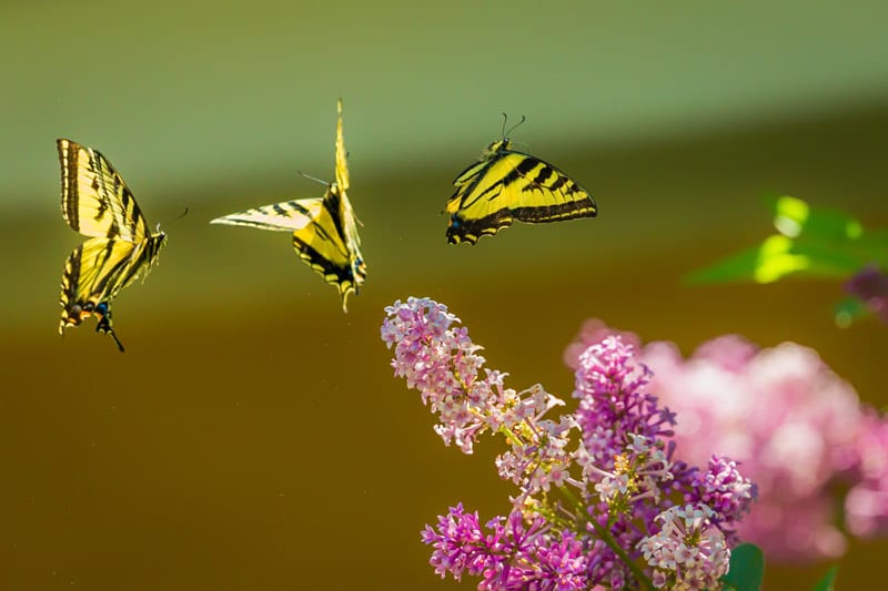 wellness butterflies