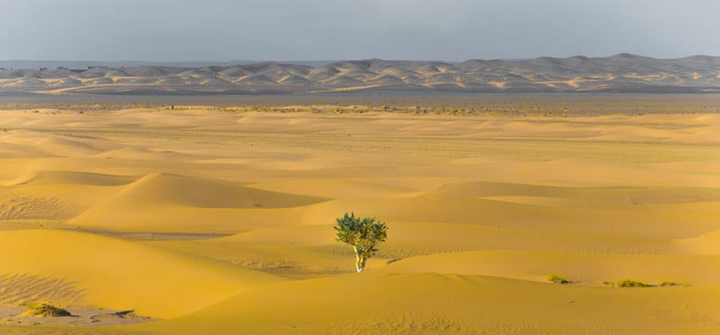 tree in the desert