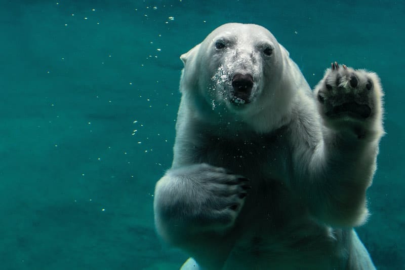swimming polar bear