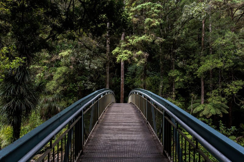 bridge in nature