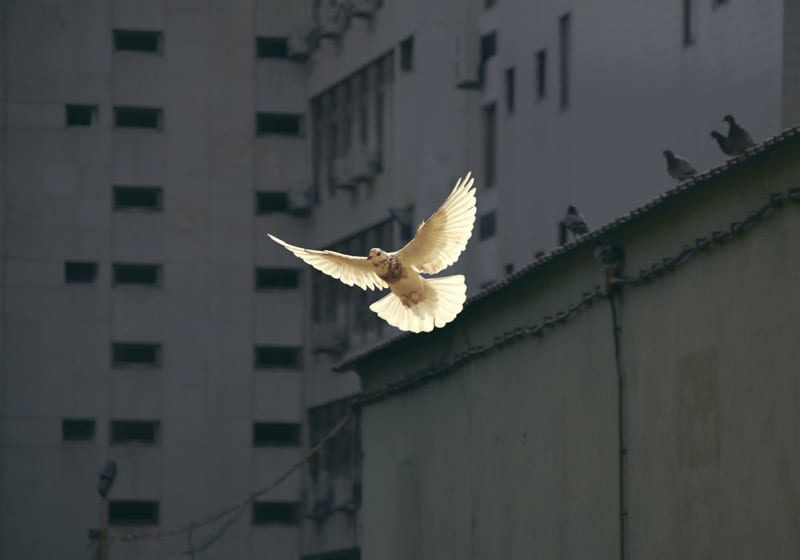 dove of peace and hope