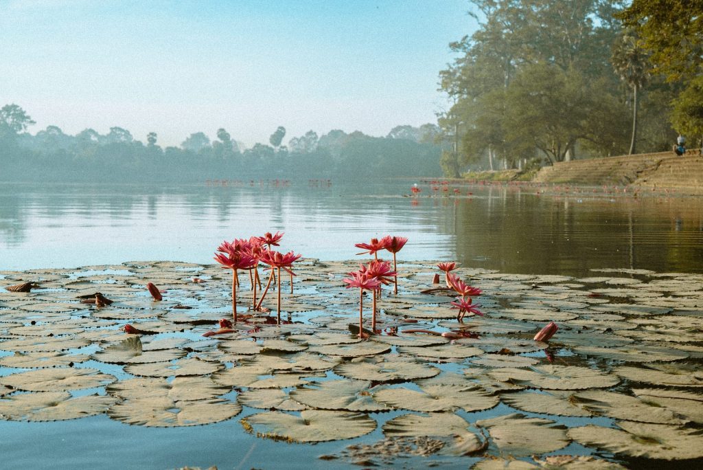 Angkor Wat lotus blossoms