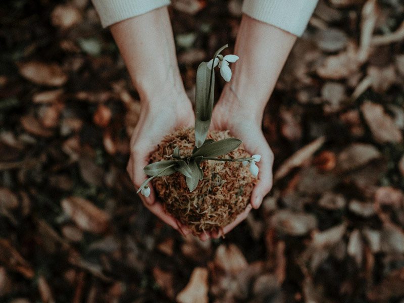 hands holding plant