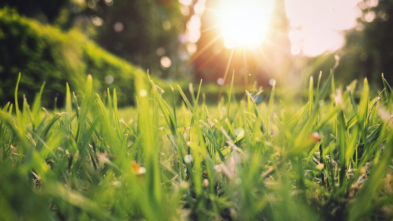 sun on grassy field