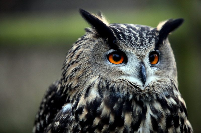 close up owl face