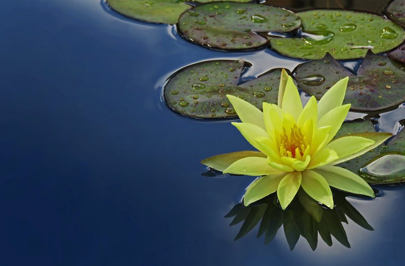 yellow water lily