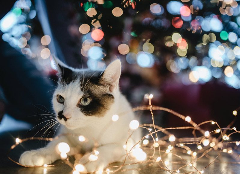 Christmas kitten tangled in lights