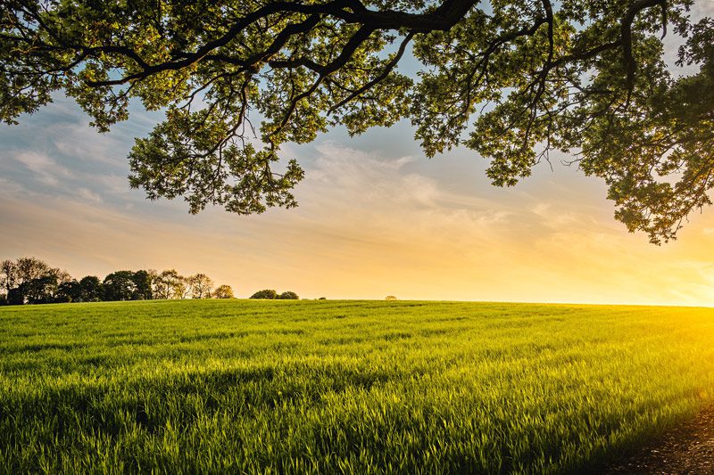 sunrise on meadow