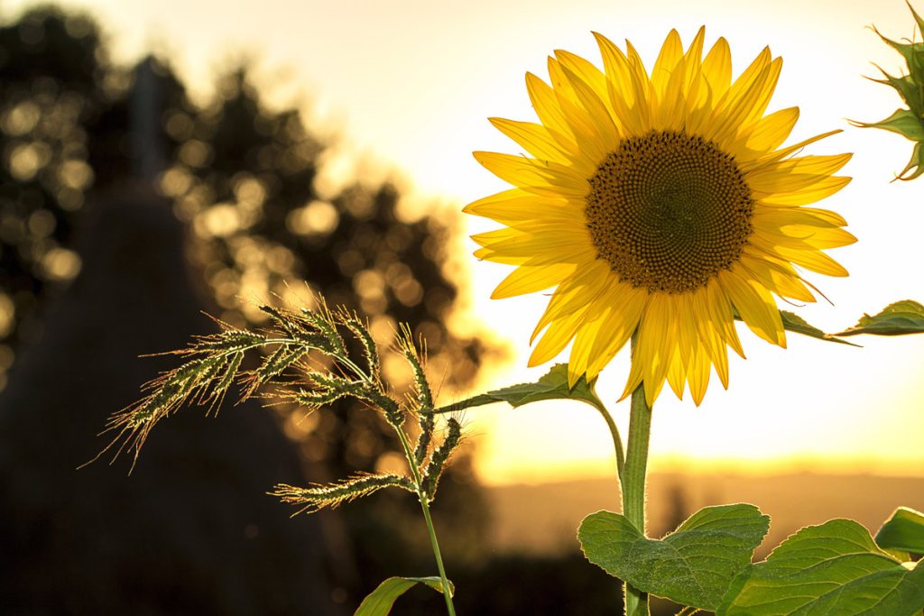 sunflower blossom