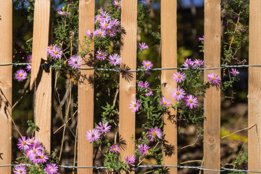 purple flowers through a wood fence