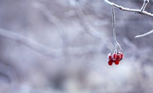 red berries on snowy background