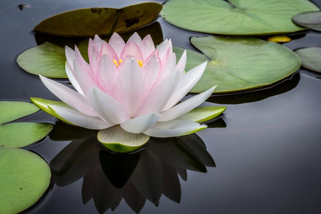 water lily blossom