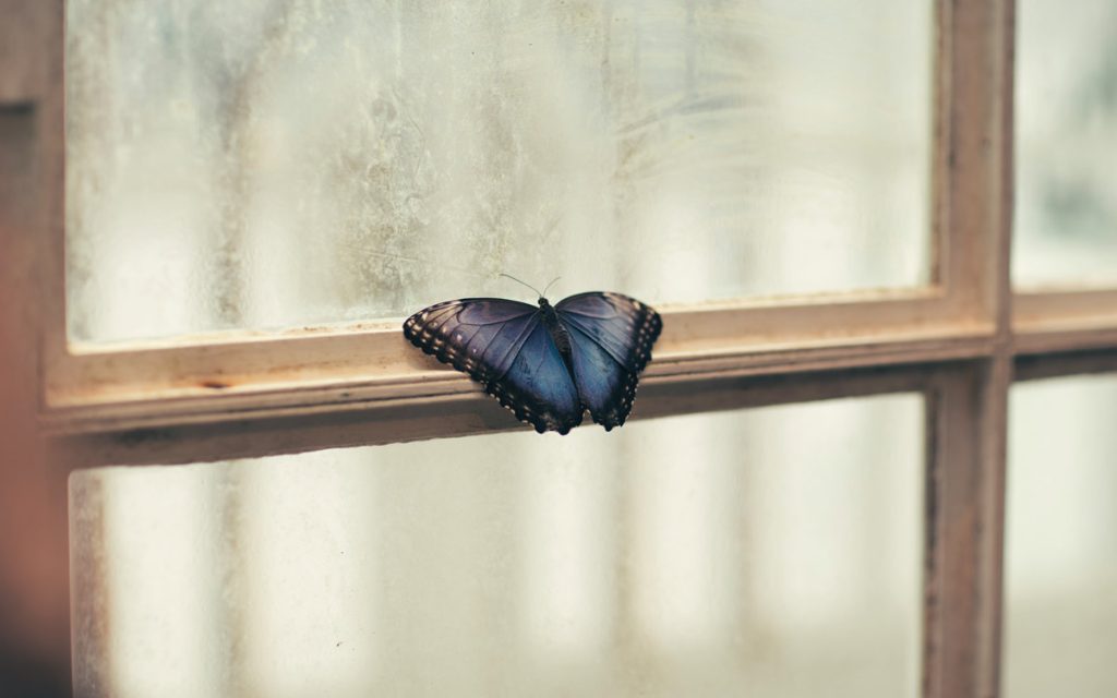 Blue butterfly perched on windowpane with a dreary background