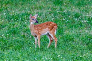 A white-tailed deer stands alert in tall grass, representing the quiet vigilance and self-effacement of the fawn trauma response.