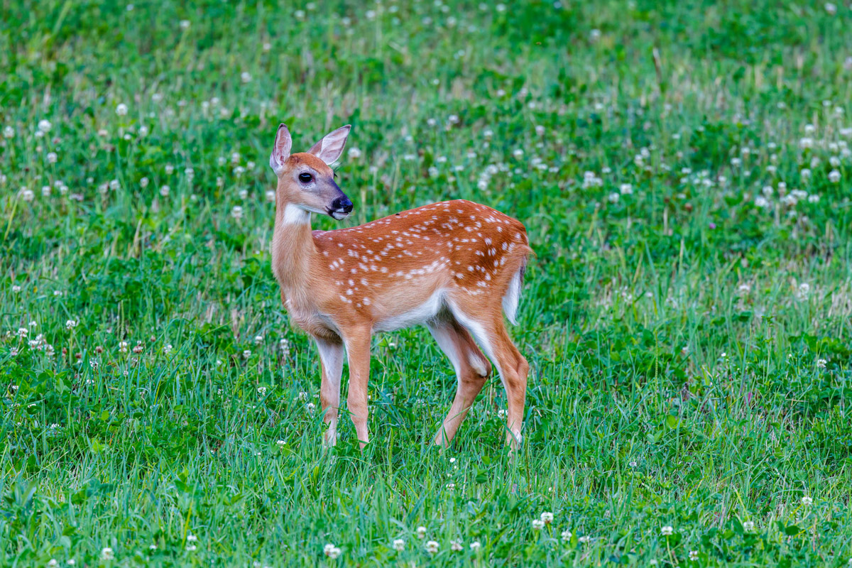 A white-tailed deer stands alert in tall grass, representing the quiet vigilance and self-effacement of the fawn trauma response.