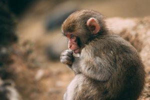 Close-up of a small monkey with wide, expressive eyes, evoking vulnerability and emotional depth.