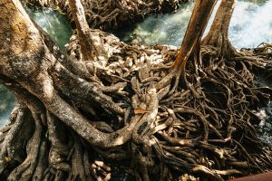 Intertwined tree roots, symbolizing the shared biological and psychological roots of anxiety and depression.