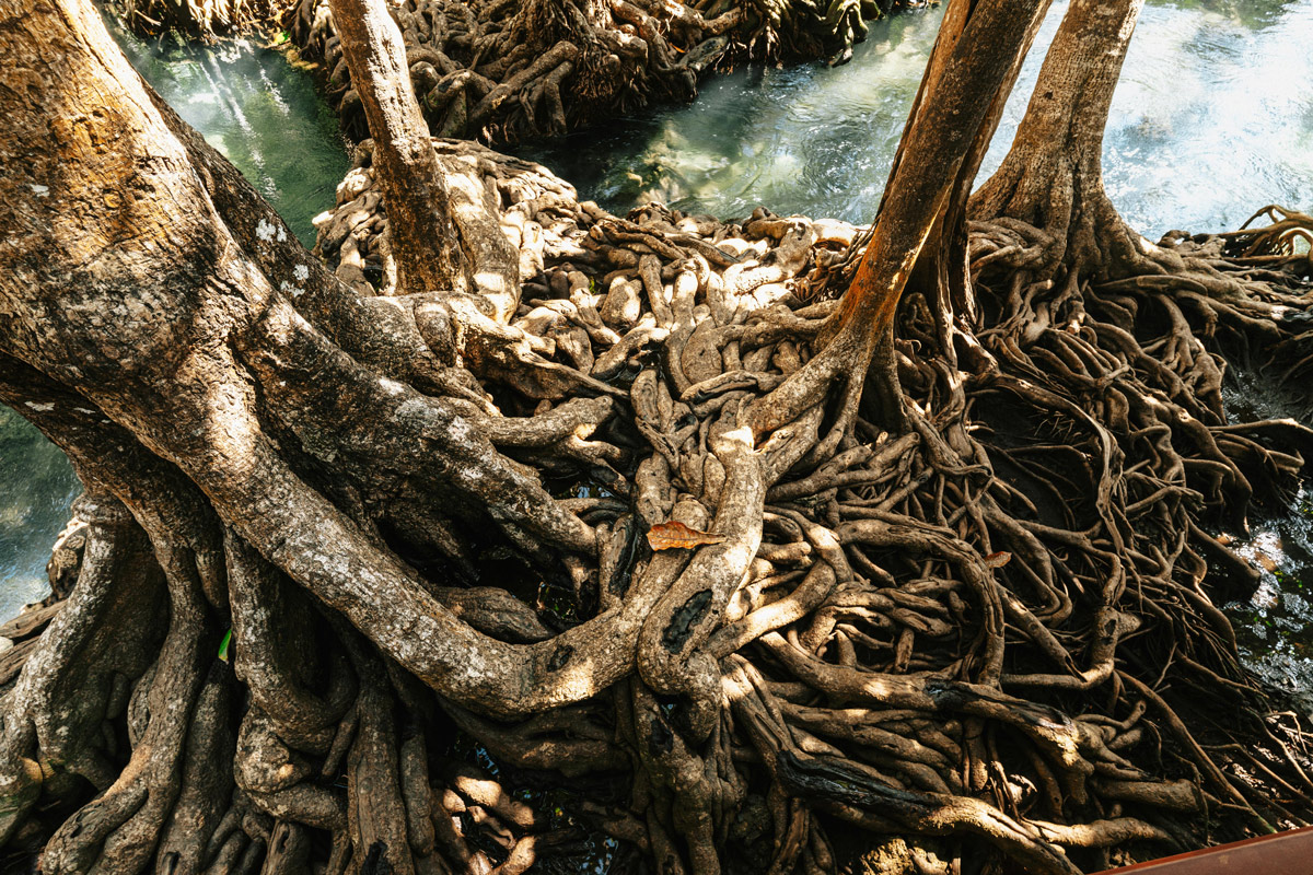 Intertwined tree roots, symbolizing the shared biological and psychological roots of anxiety and depression.