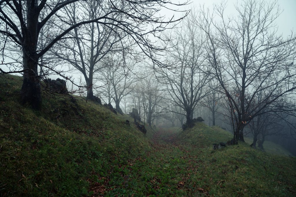 Foggy hillside path under leafless trees, damp grass and fallen leaves.
